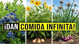 Post 6 by Secretos De Jardineria on YouTube (video)