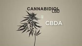 Post 3 by Ruderal Grow on YouTube (video)