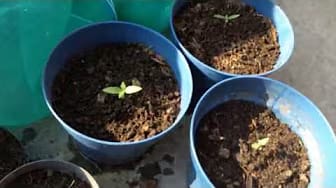 Post 10 by Ruderal Grow on YouTube (video)