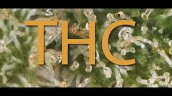 Post 5 by Ruderal Grow on YouTube (video)