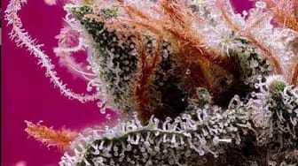 Post 2 by Ruderal Grow on YouTube (video)
