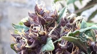 Post 4 by Ruderal Grow on YouTube (video)