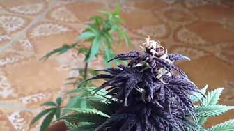 Post 9 by Ruderal Grow on YouTube (video)