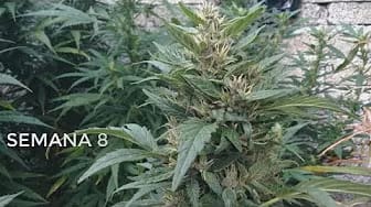 Post 1 by Ruderal Grow on YouTube (video)