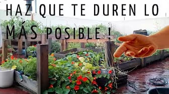 Post 1 by Huerto Urbano Mar Redondo on YouTube (video)
