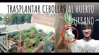 Post 6 by Huerto Urbano Mar Redondo on YouTube (video)