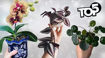 Post 9 by Misterio Natural on YouTube (video)