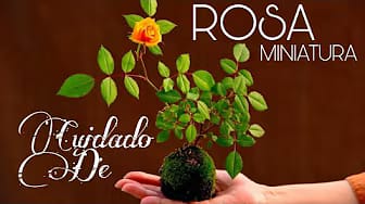Post 8 by Misterio Natural on YouTube (video)