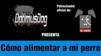 Post 7 by Mi Amigo on YouTube (video)
