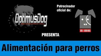 Post 4 by Mi Amigo on YouTube (video)