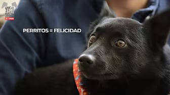 Post 2 by Mi Amigo on YouTube (video)