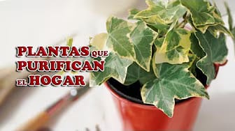 Post 2 by Tips y Recetas on YouTube (video)