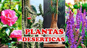 Post 3 by Tips y Recetas on YouTube (video)