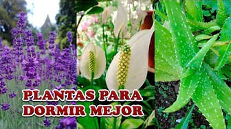 Post 5 by Tips y Recetas on YouTube (video)