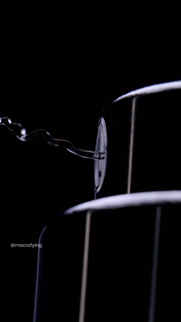 Post 8 by macrofying on Instagram (video)