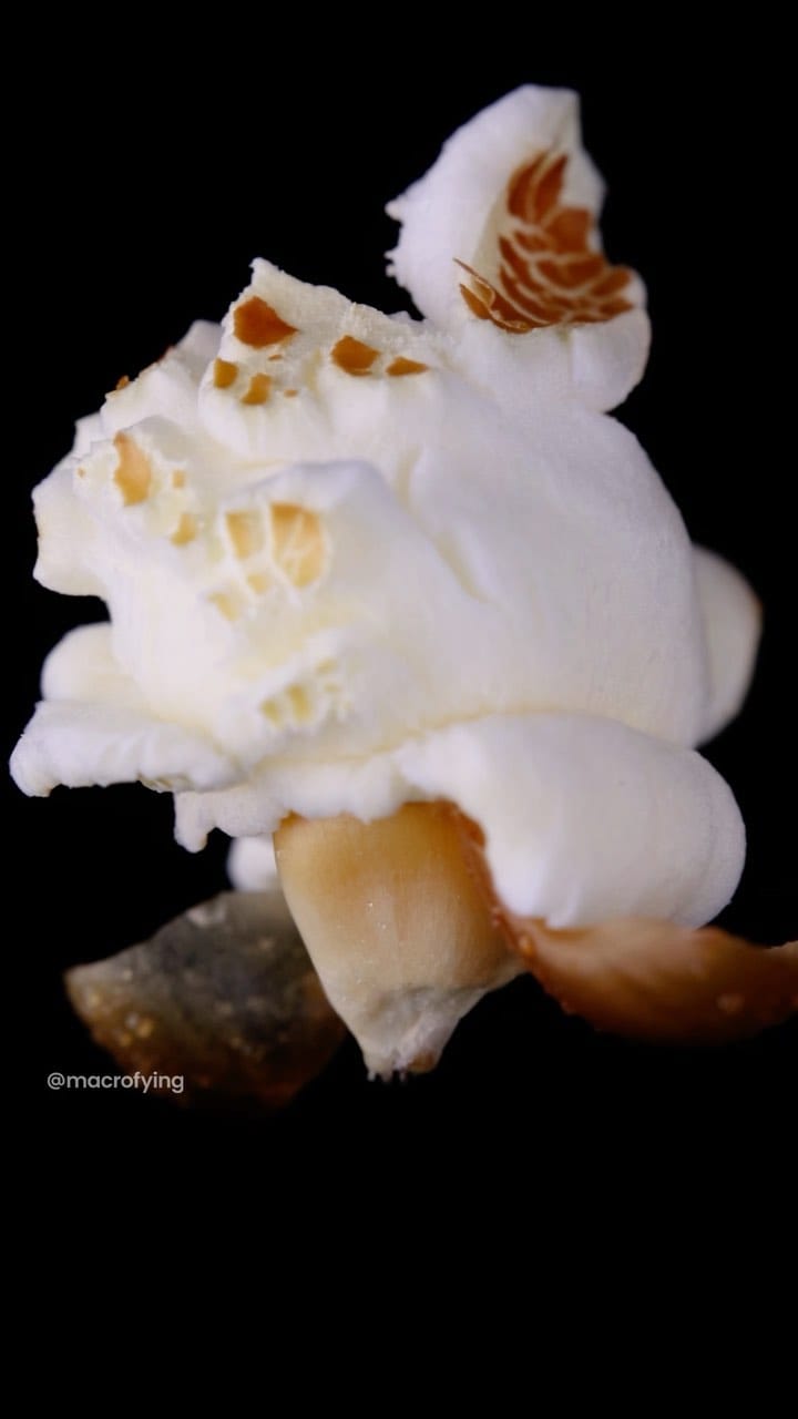 Post 10 by macrofying on Instagram (video)