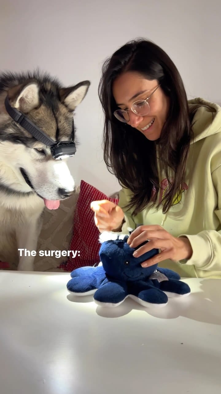 Post 9 by N A G A 🐾 /  N O V A🐾 🧿  | Deniz Ünsal on Instagram (video)