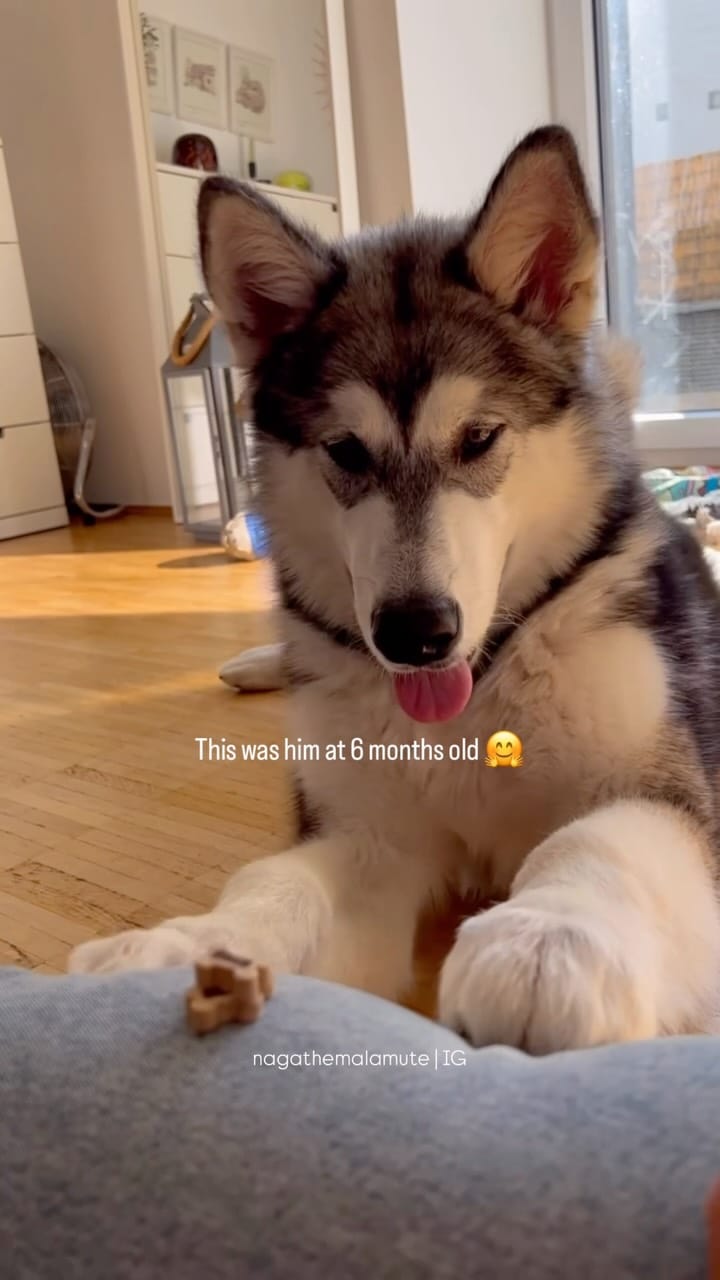 Post 4 by N A G A 🐾 /  N O V A🐾 🧿  | Deniz Ünsal on Instagram (video)