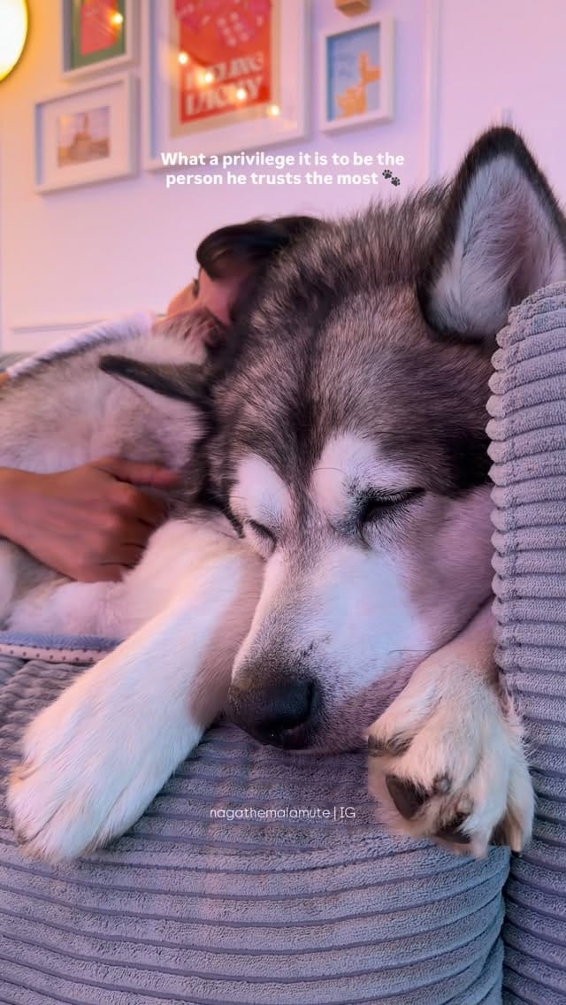 Post 6 by N A G A 🐾 /  N O V A🐾 🧿  | Deniz Ünsal on Instagram (video)