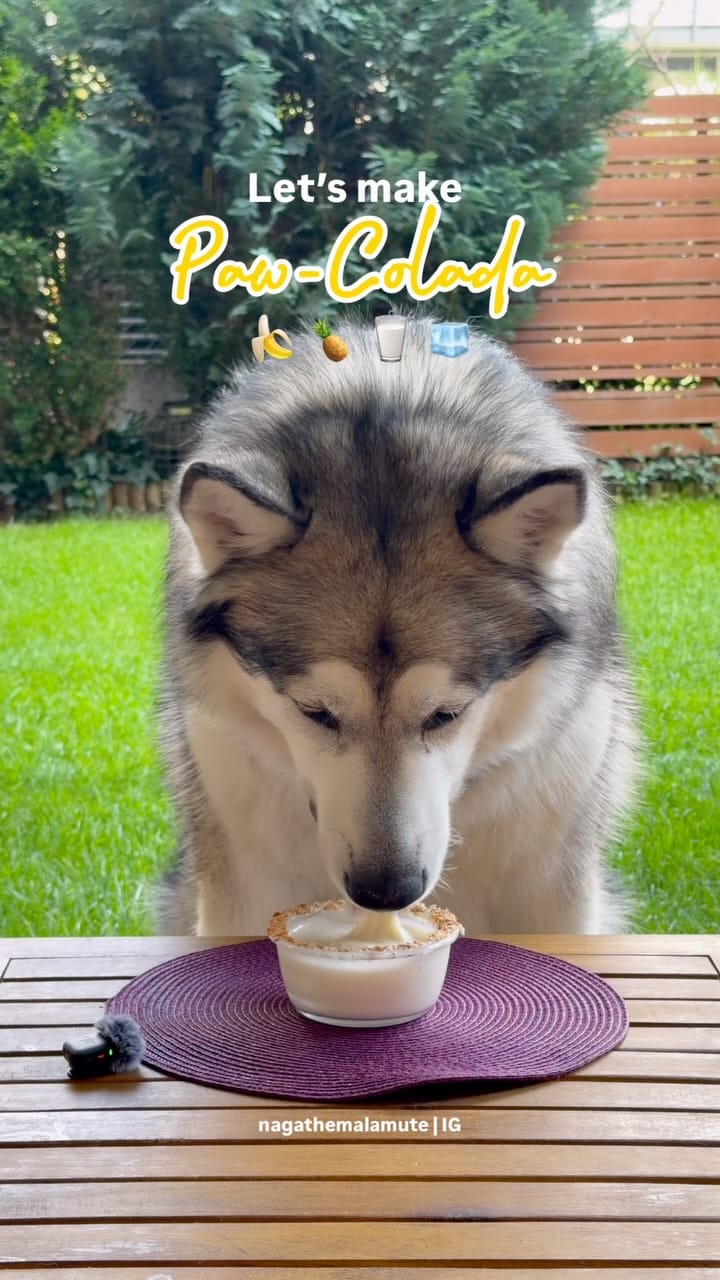 Post 2 by N A G A 🐾 /  N O V A🐾 🧿  | Deniz Ünsal on Instagram (video)