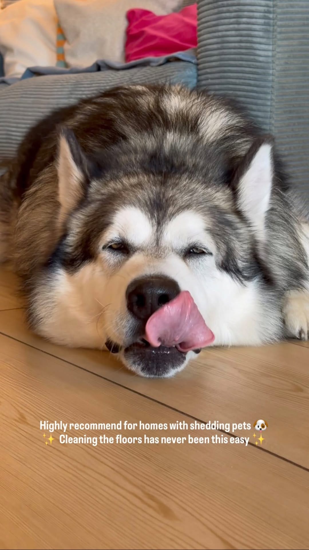 Post 5 by N A G A 🐾 /  N O V A🐾 🧿  | Deniz Ünsal on Instagram (video)