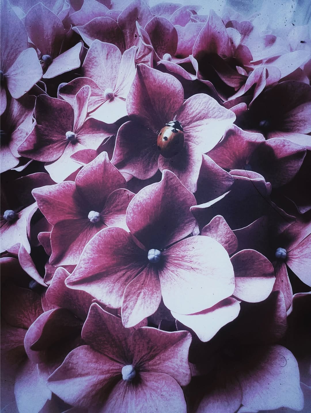 Post 5 by 🦋 Photograpy - Videography 🦋 on Instagram (image)