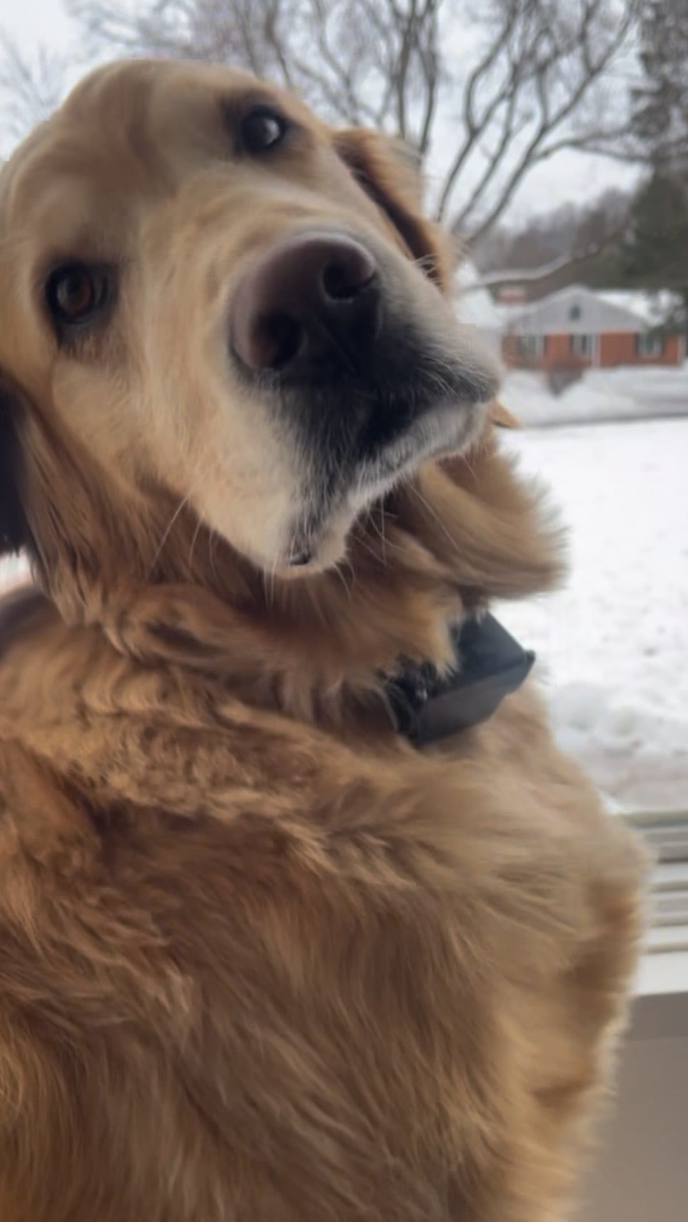 Post 8 by Astro & Comet | The Golden Retriever Brothers on Instagram (video)