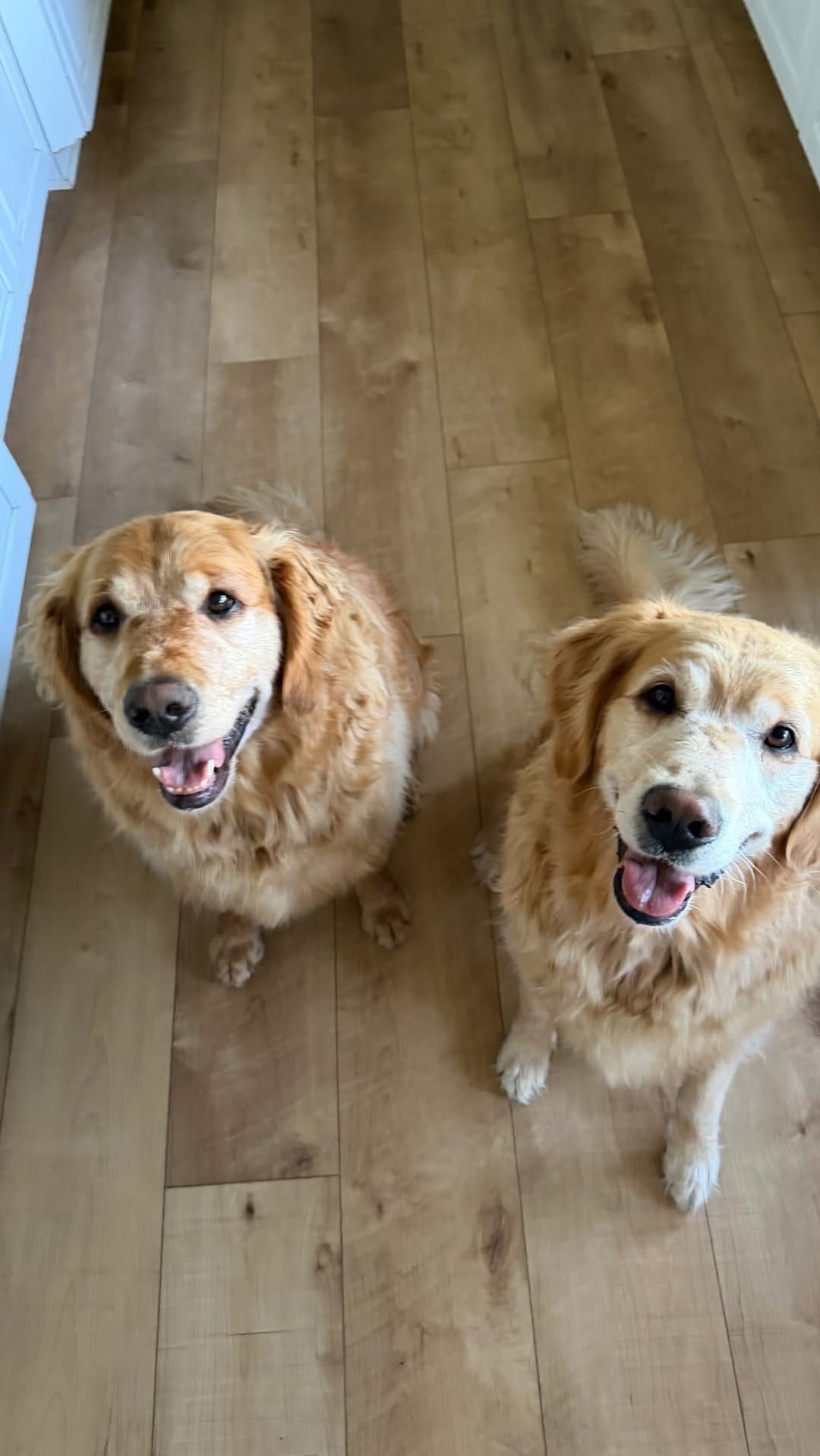 Post 3 by Astro & Comet | The Golden Retriever Brothers on Instagram (video)
