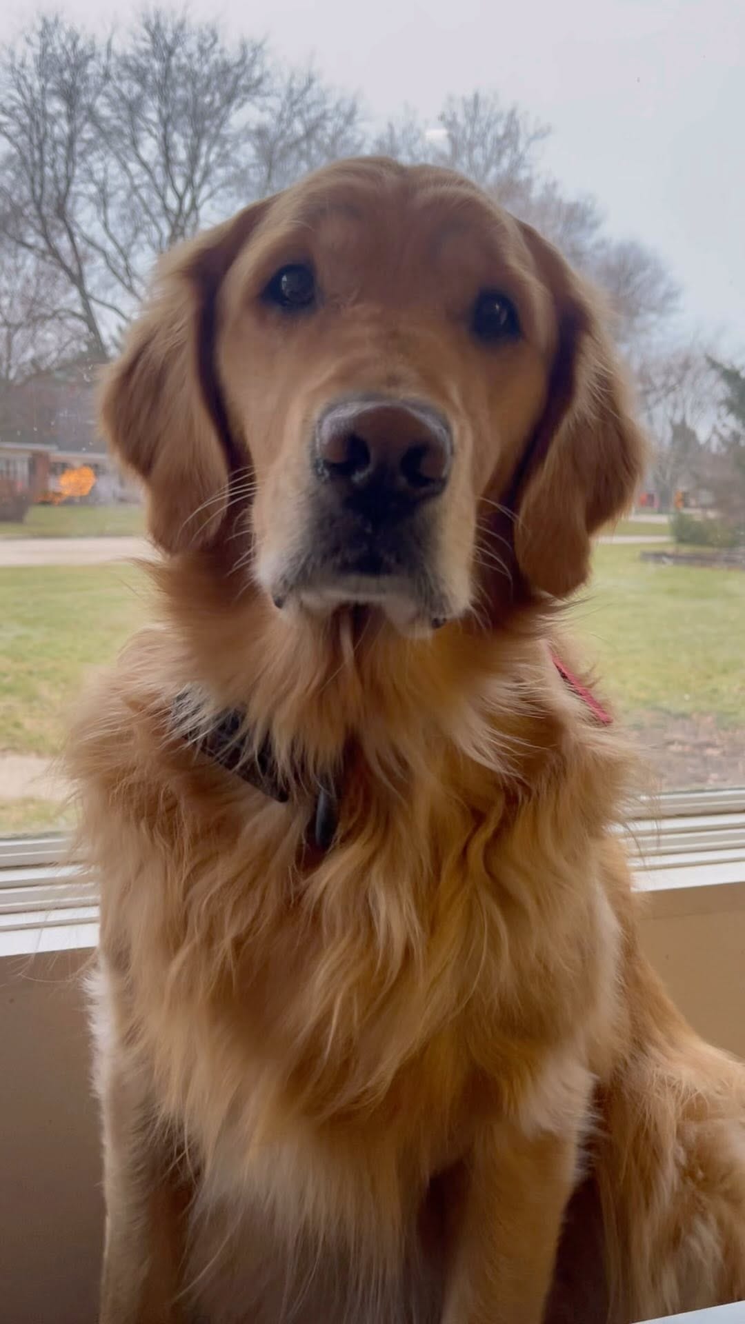 Post 9 by Astro & Comet | The Golden Retriever Brothers on Instagram (video)