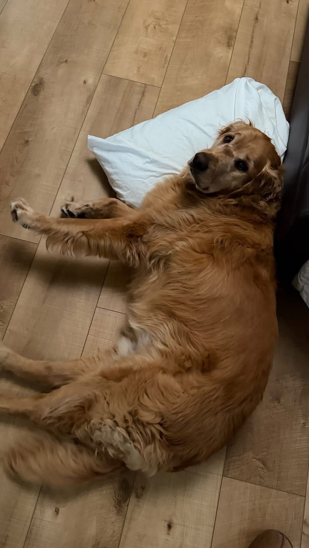 Post 2 by Astro & Comet | The Golden Retriever Brothers on Instagram (video)