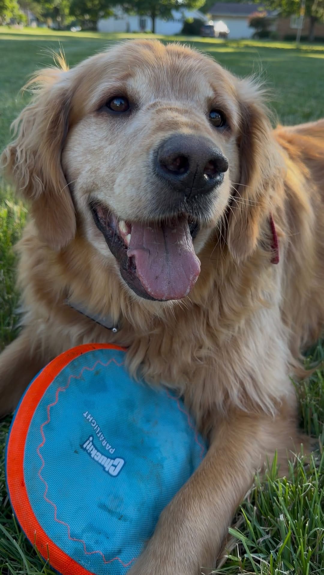 Post 6 by Astro & Comet | The Golden Retriever Brothers on Instagram (video)