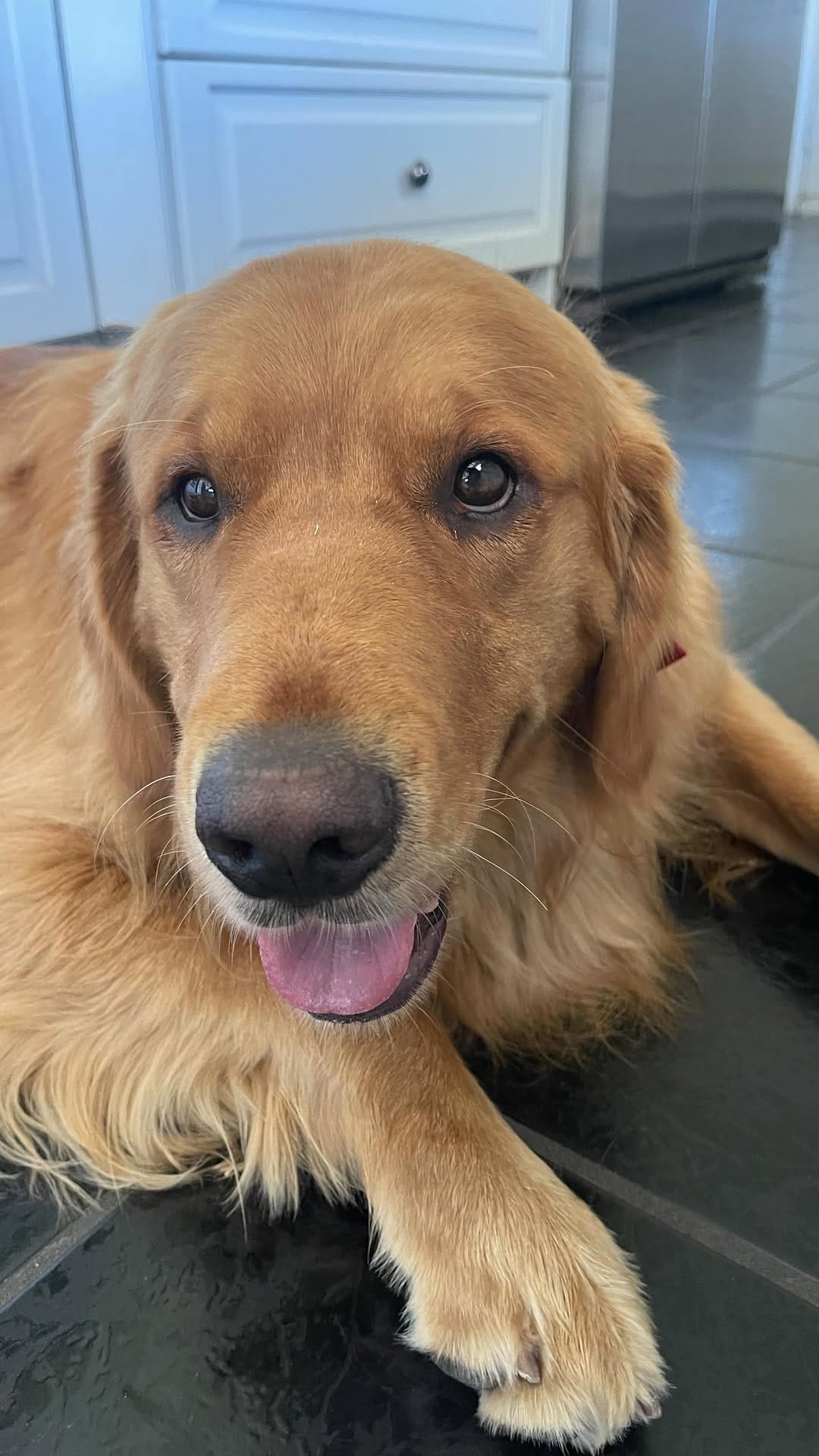 Post 10 by Astro & Comet | The Golden Retriever Brothers on Instagram (video)