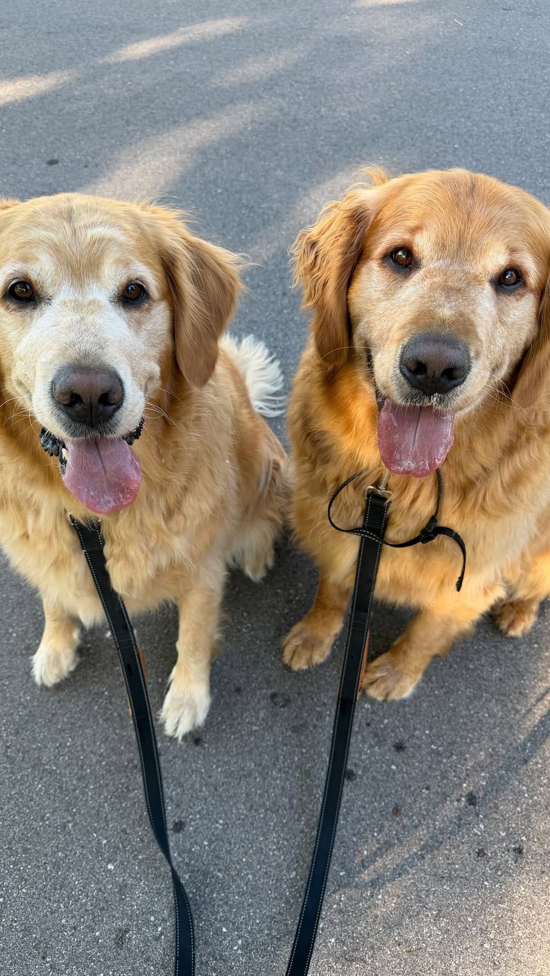 Post 4 by Astro & Comet | The Golden Retriever Brothers on Instagram (video)