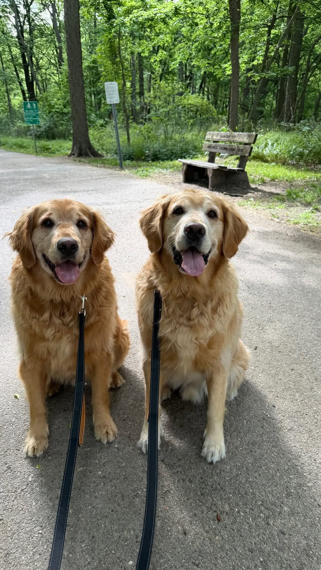 Post 7 by Astro & Comet | The Golden Retriever Brothers on Instagram (video)