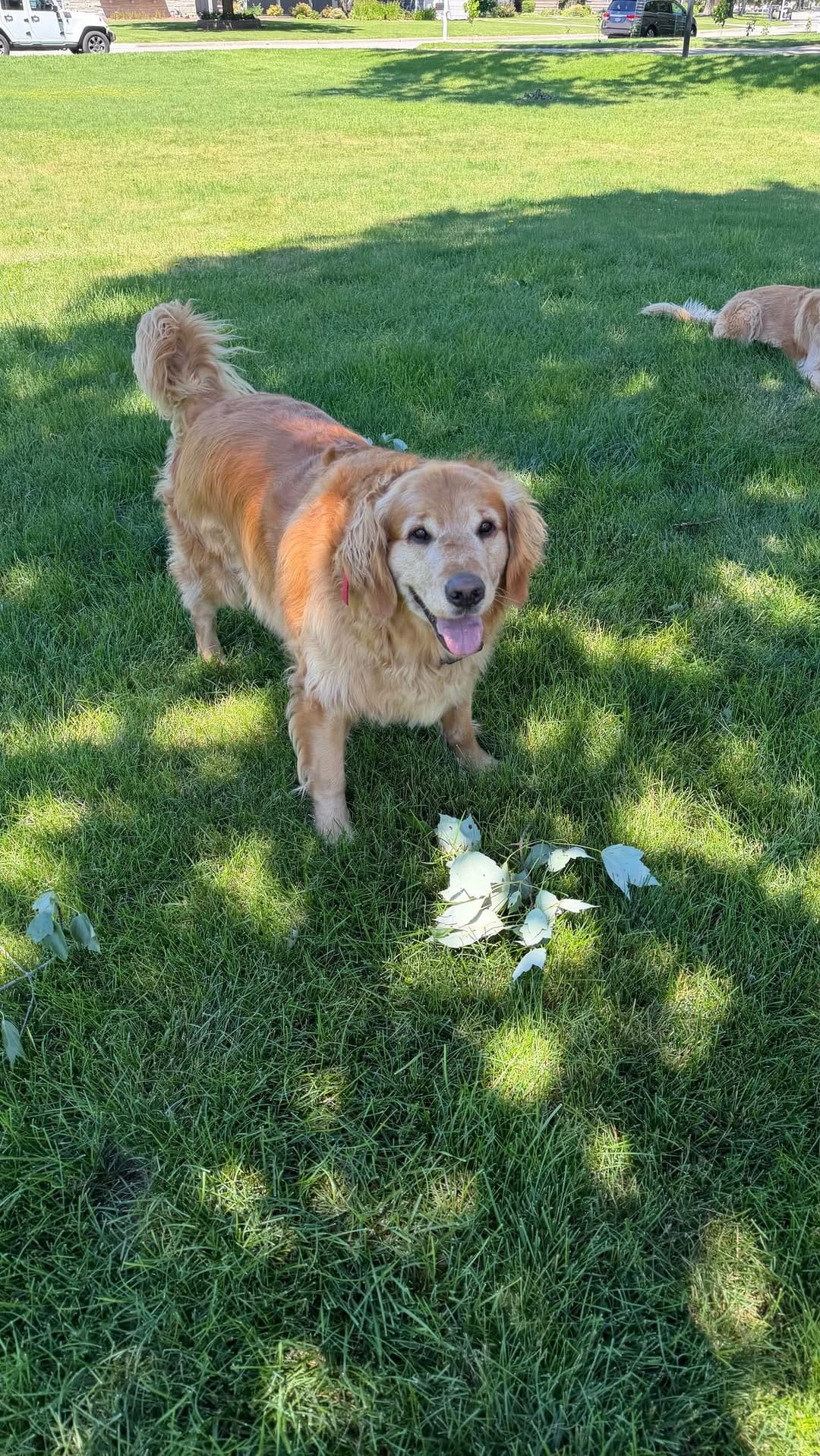 Post 1 by Astro & Comet | The Golden Retriever Brothers on Instagram (video)