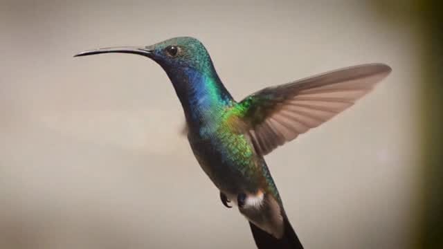 Post 10 by Kolibri360 on Instagram (video)