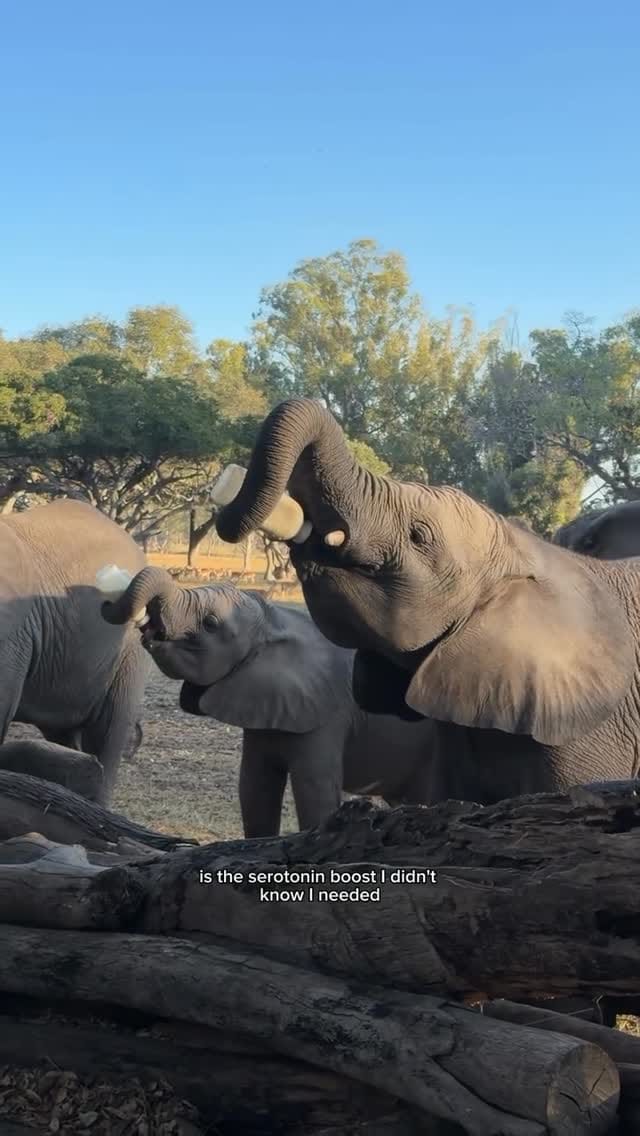Post 5 by Wild is Life Experience on Instagram (video)