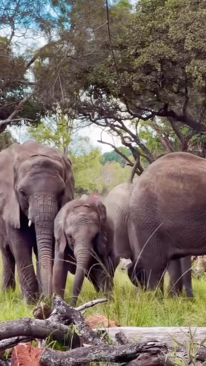 Post 3 by Wild is Life Experience on Instagram (video)
