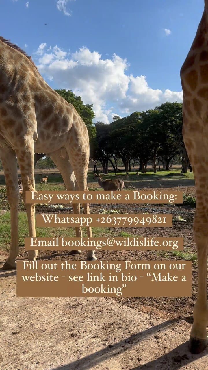 Post 10 by Wild is Life Experience on Instagram (video)