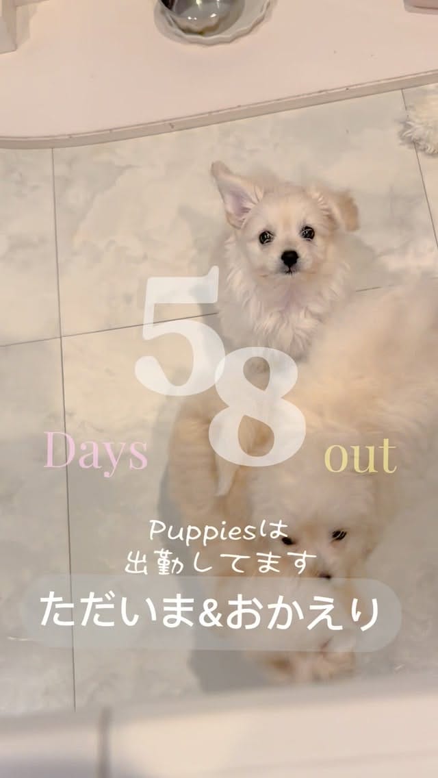 Post 6 by そうです私がラビコです on Instagram (video)