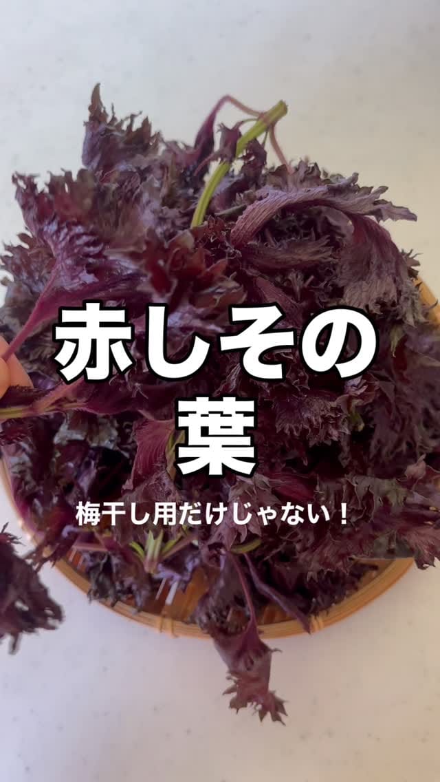 Post 6 by 梅ミッキー on Instagram (video)