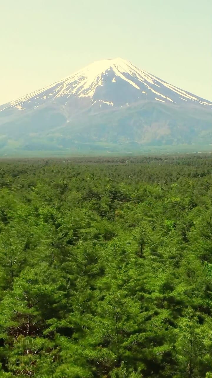 Post 3 by Senbird Tea on Instagram (video)