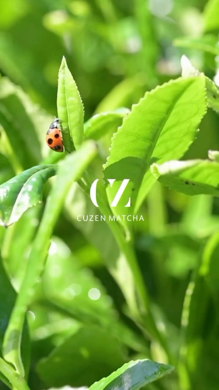 Post 4 by Cuzen Matcha on Instagram (video)