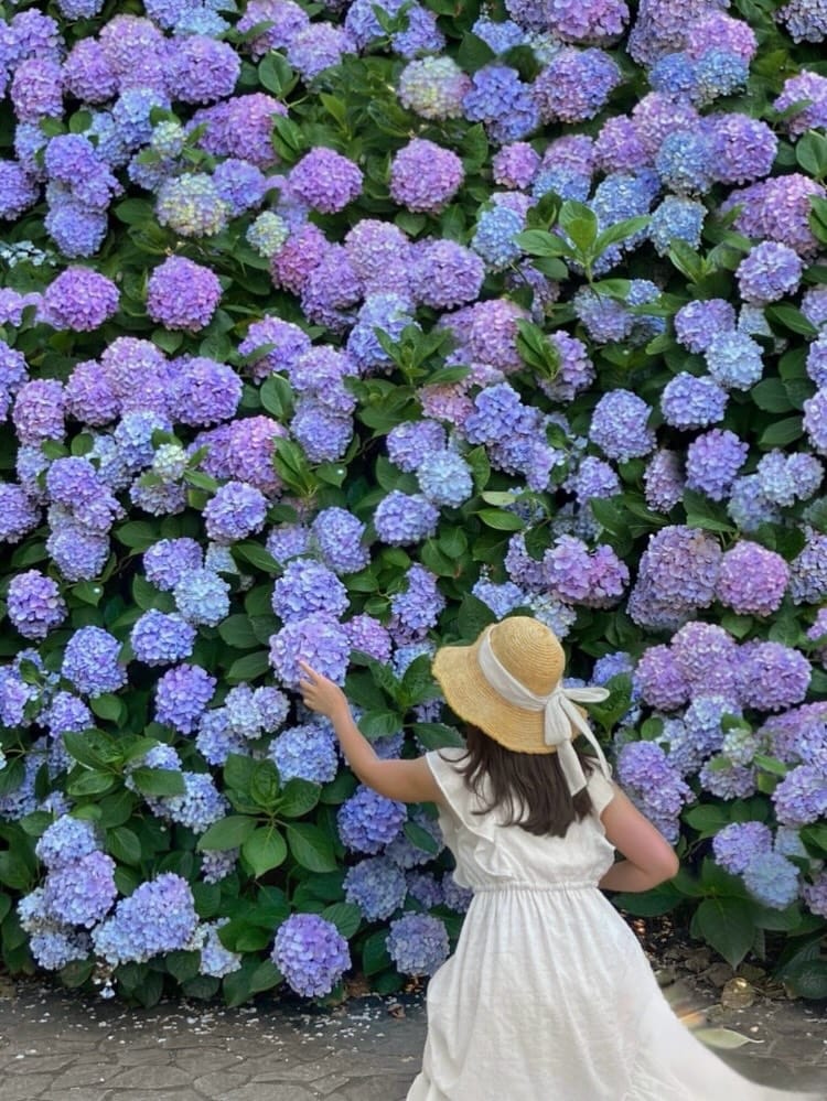 Post 1 by 🌸Emi🌸 アフタヌーンティー&お花めぐり＆国内旅行 on Instagram (carousel)