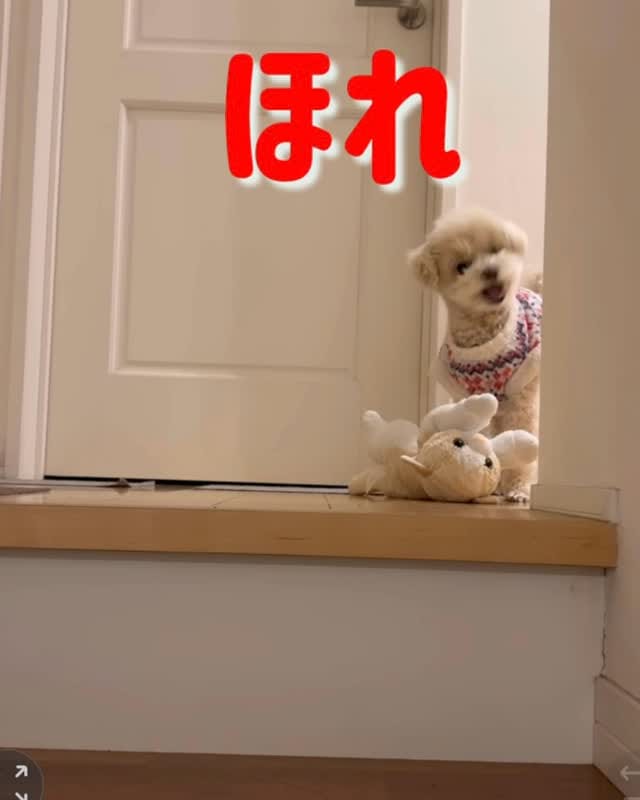 Post 3 by Kurataba on Instagram (video)