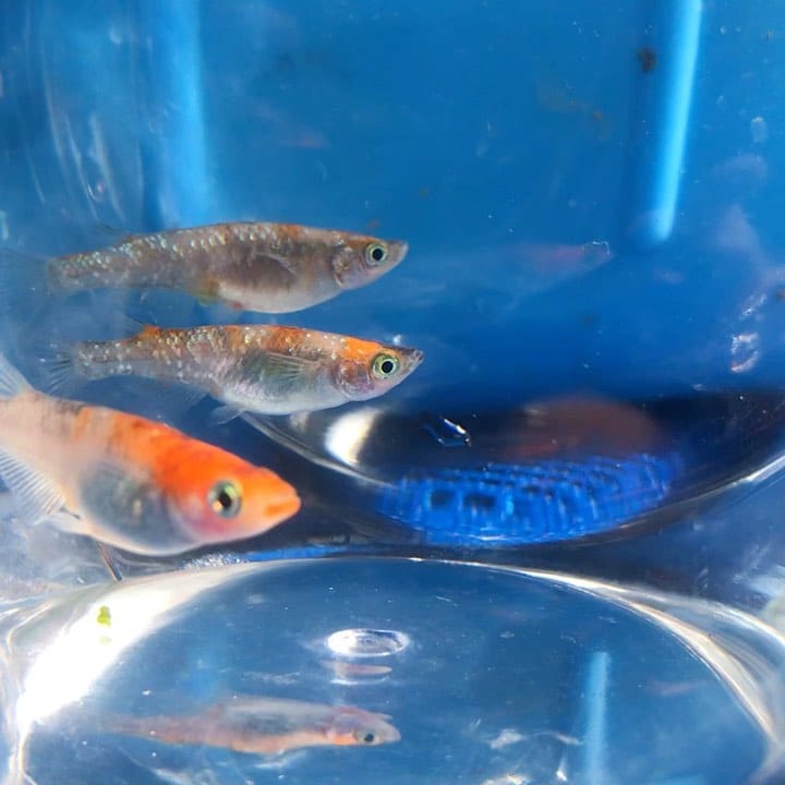 Post 1 by 播磨めだか（はりメダ） on Instagram (video)