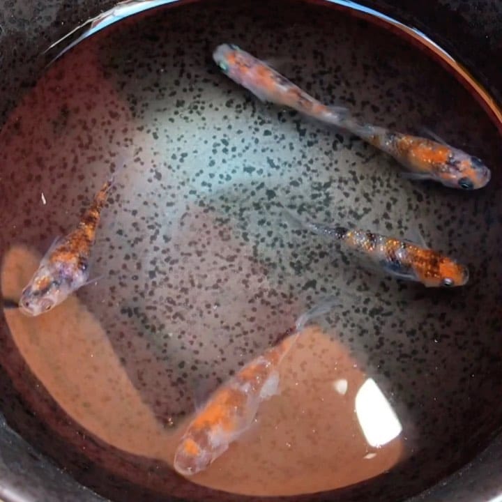 Post 6 by 播磨めだか（はりメダ） on Instagram (video)