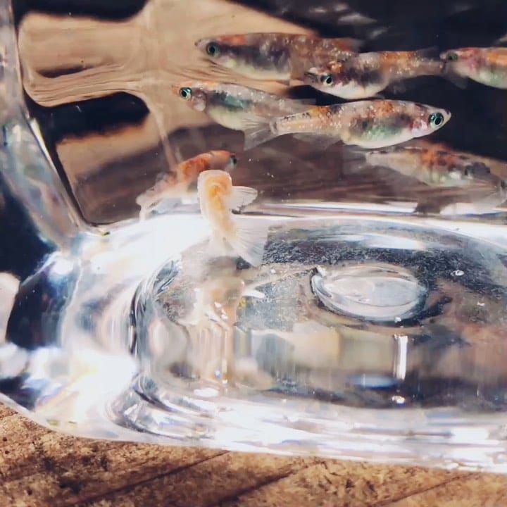 Post 8 by 播磨めだか（はりメダ） on Instagram (video)