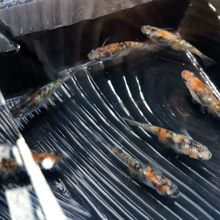 Post 10 by 播磨めだか（はりメダ） on Instagram (video)