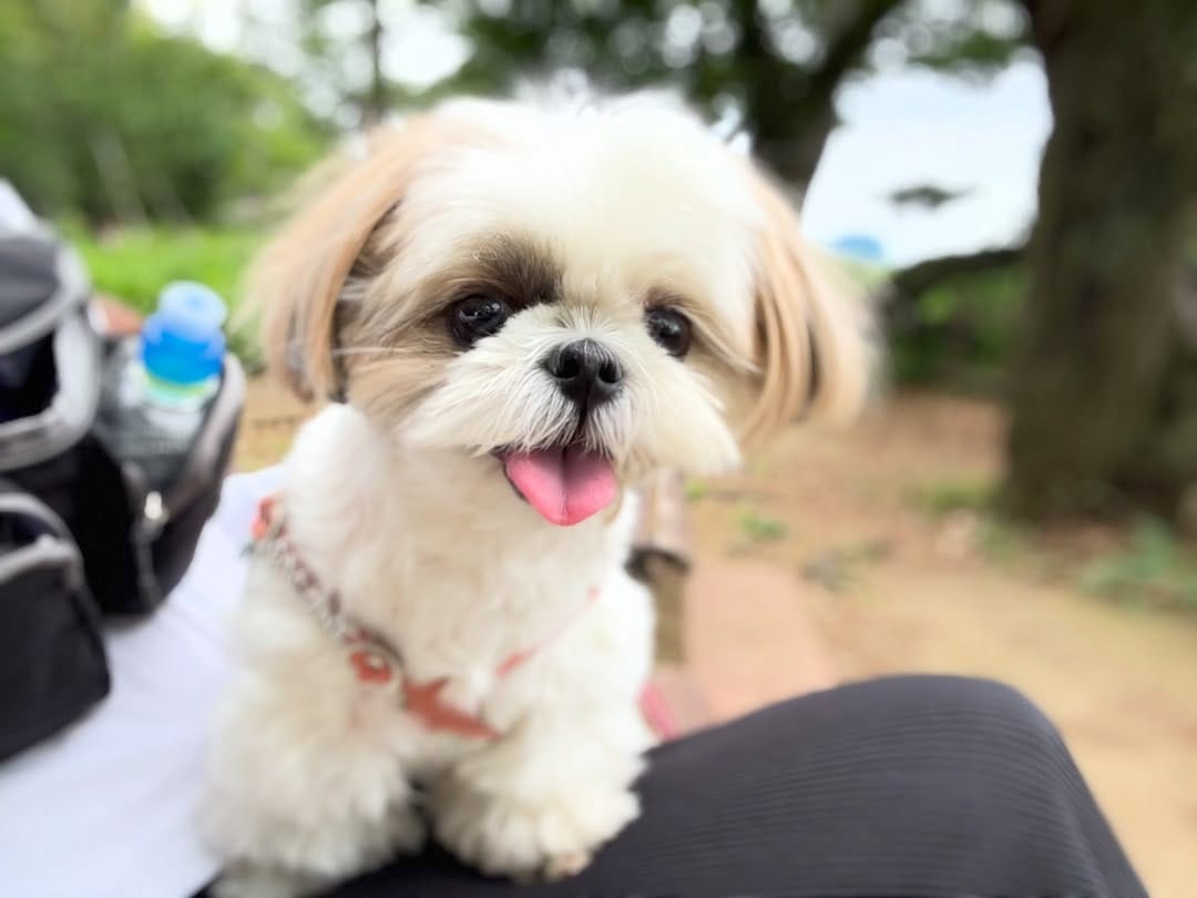 Post 2 by shihtzu🐶🇯🇵（ここね𝐚𝐧𝐝のえる） on Instagram (carousel)